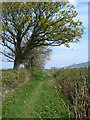 Path near Meliden