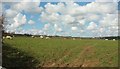 Sheep by Nethercombe Farm