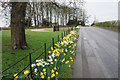 Daffodil display outside Bryngwilla Lodge