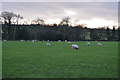 SE2060 : Sheep grazing in the Nidd Valley by N Chadwick
