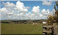 SX1764 : Sheep at Bodithiel Farm by Derek Harper
