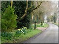 Hollow Way, Near Chesham