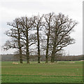 Group of trees in arable land near Mount Hall, Little Sampford