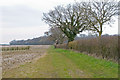 Footpath on field margin, Hawkin