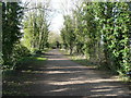 Cycle route on former railway track, Ballingdon, Sudbury