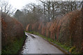 Mid Devon : Country Lane