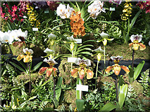 TQ2978 : Orchids at Royal Horticultural Hall, London, SW1 by Christine Matthews