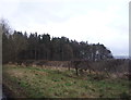 Farmland towards Burnhousegill Plantation