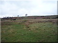 Rough grazing off Hangingstone Lane