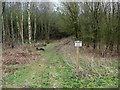 Track in Gilletdale Wood