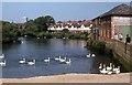 Mute Swans on the River Itchen at Woodmill