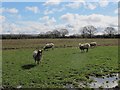 SJ7465 : Sheep at Oakley Manor by Stephen Craven