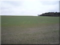 Young crop field off the A691