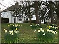 Mock Tudor Houses