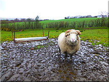 H5270 : Ram in a muddy field, Bancran by Kenneth  Allen