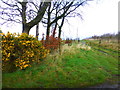 Whins and trees, Mullaghslin Glebe