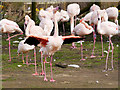 SD4214 : Greater Flamingos (Phoenicopterus roseus) at Martin Mere Wetland Centre by David Dixon