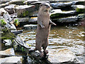 SD4214 : Asian short-clawed otter (Amblonyx cinerea), WWT Martin Mere Wetland Centre by David Dixon