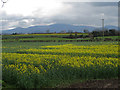 S6552 : Oilseed Rape and Mt Leinster by kevin higgins