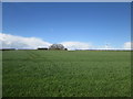 TA0360 : Winter  Barley  on  Nafferton  Wold by Martin Dawes