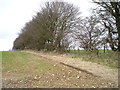 Hedgerow and grassland