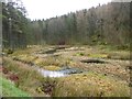 Marshy pond