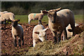 Torridge : Sheep Grazing