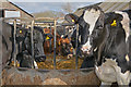 SS2323 : Torridge : Cows by Lewis Clarke