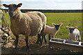 Torridge : Sheep & Lambs