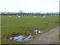 Field with sheep at Newborough