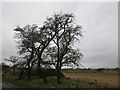 Twisted trees, Solwaybank