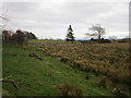 Rough grazing, Solwaybank