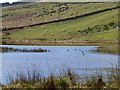 Ducks and geese on the pond