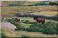 Ponies in the Frydlas Valley above Gerlan