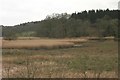 Reed beds