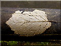 H4672 : Leaf embedded in fence rail, Omagh by Kenneth  Allen