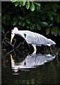 Grey heron at Hangingwater