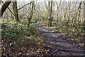 Trans Pennine Trail in Canklow Woods