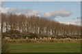 Poplars and pampas grass off Moor Lane, Aubourn