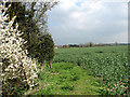 Fields near Silfield