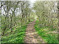 TL0629 : Footpath to Sharpenhoe Clappers, Streatley by Humphrey Bolton
