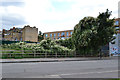 Vacant site with tree, New Church Road, Camberwell, overrun with Russian Vine