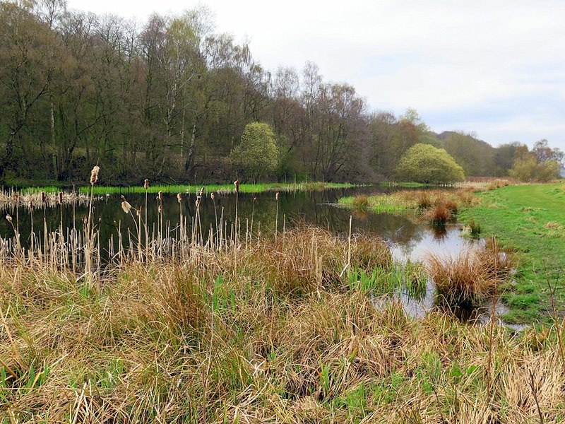 Gut Pond, Ryton Willows © Andrew Curtis :: Geograph Britain and Ireland