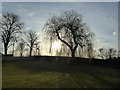 Weeping willow at sunset at Friar