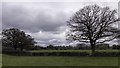 Farmland next to the River Mole - Cobham