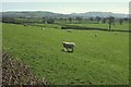 SY4198 : Sheep near Sansom's Cross by Derek Harper