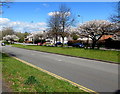 Spring blossom, Malpas Road, Newport