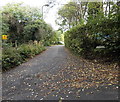 Wernddu name in a hedge east of Caerphilly