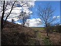 Footpath from the forest