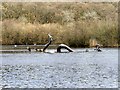 SO0660 : Fabulous Water Beast Sculpture, Llandrindod Lake by David Dixon